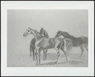 Three Horses Standing Together In A Landscape