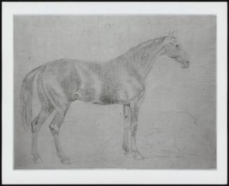 Study Of A Hors Facing Right