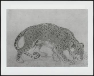 Study Of A Leopard