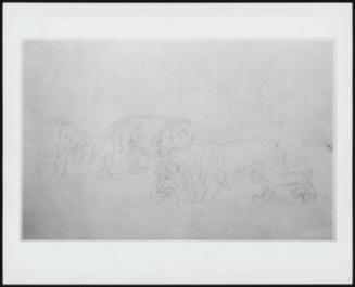 Study Of Lions