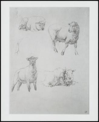 Sheep–One of Fourteen