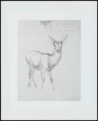 A Young Deer–One of Fourteen