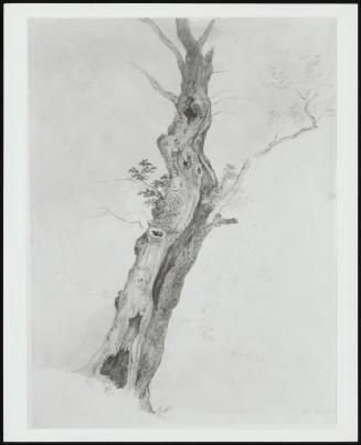 Study of an Old Oak