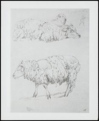 The Shearing, Three Sheep and One Figure