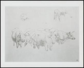 Study of Cows with Calf–One of Fourteen