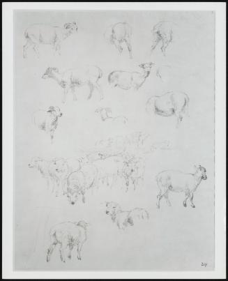 Flock of Sheep with detail studies