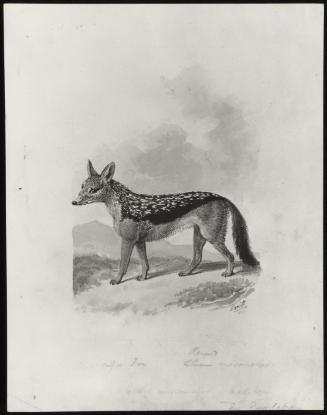 The Cape Fox From the Life
