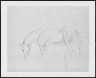 Study Of A Horse Standing With Its Head Down - One Of 24 Originally Bound