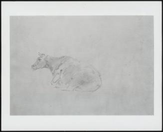 Study Of A Cow Lying Down - One Of 24 Originally Bound