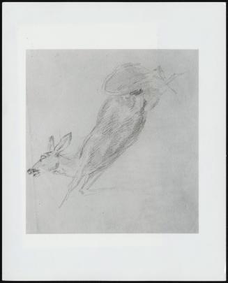 Study Of A Dead Deer - One Of 24 Originally Bound