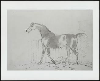 Sketch Of A Horse Facing Left Looking Over A Fence