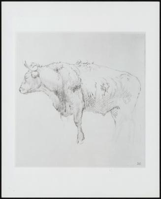 A Bull–One of Fourteen