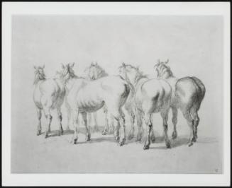 Horses Seen From the Rear–One of Fourteen