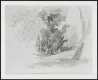 Woodland Scene