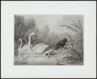 A Raven and Two Swans