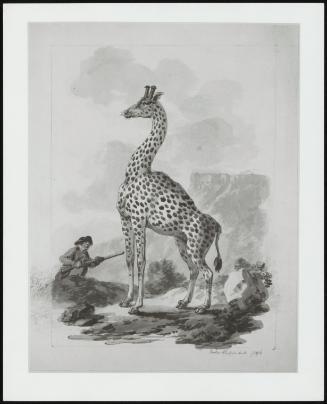 Giraffe Or Cameleopard
