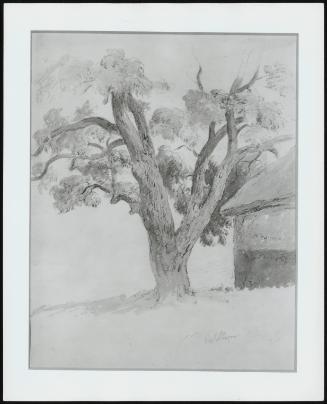 Walnut Tree