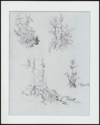 Study of Foxgloves, Etc.