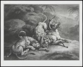 Lion and Lioness Attacking a Steer