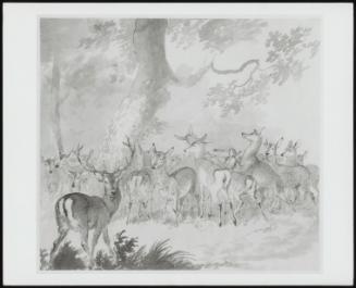 Study of Deer