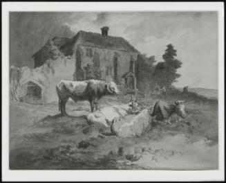 Cattle with House in Background