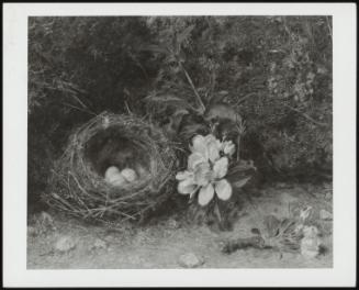 A Bird's Nest with Sprays of Apple Blossom