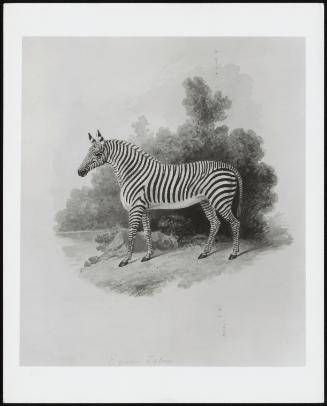 A Zebra