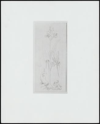 Study for a Stained Ham Window