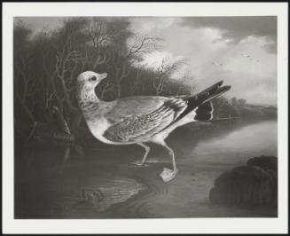 A Winter Gull (An Immature Gull)