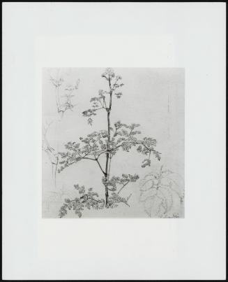 Study of Cow Parsley