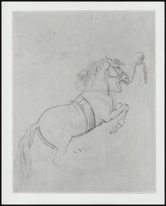 Horse Rearing; Le Piaffe (1)