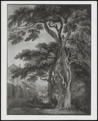 A Venerable Tree, C 1782