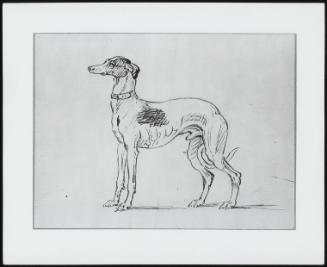 Study of a Greyhound.