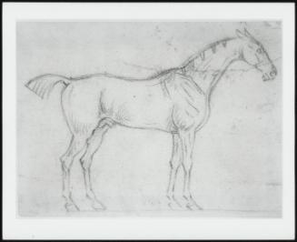 Study of a Standing Horse