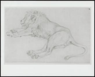 Study Of A Resting Lion