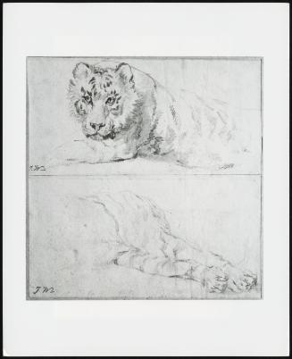 Studies Of A Tiger - Two Now On One Sheet