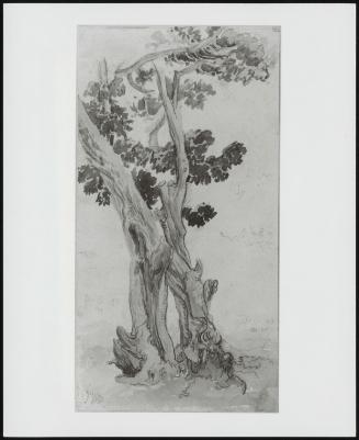 Study of a Tree