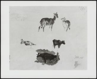 Sketches of Goats and Cattle