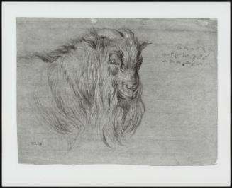 Study of the Head of a Ram, Verso: Rough Pencil Sketch of a Dog.