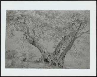 Study Of An Ancient Tree