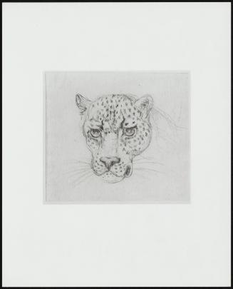 Head Of A Leopard