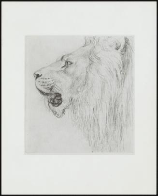 Head Of A Lion