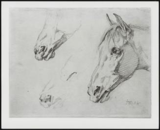 Studies Of Horses Heads