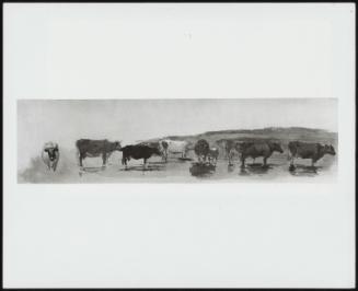 Cattle Standing In Shallow Water