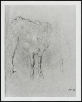 Study of a Calf