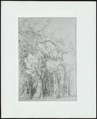 Study Of Trees