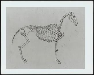 Skeleton Of A Horse, After Stubbs