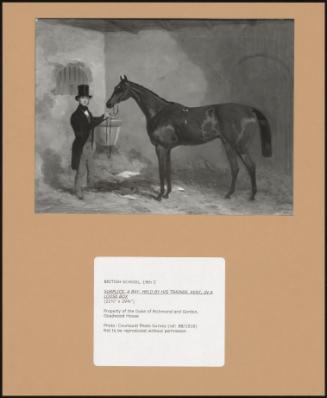 Surplice, A Bay, Held By His Trainer, Kent, In A Loose Box