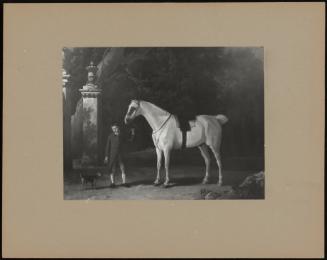 White Horse With Boy And Dog
