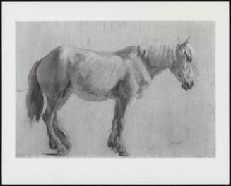 Study Of A Gray Horse